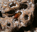 A termite  peeks out from a fungus-comb chamber that has been excavated